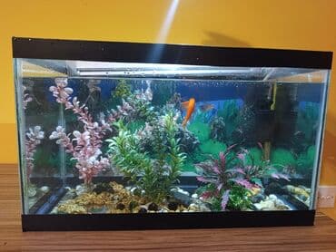 akvarium filterleri: Təcili satılır köclə — 9