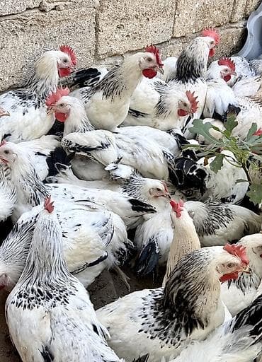 kənd colpasi: 5 Ay Yarımlıq Xoruzlar. 30 Ədəd 5 Ay 10 Günlük Fərələr. Fərələr — 6