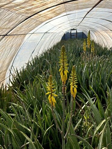 сколько стоит пальма в горшке: Tebii aloe vera Barbadensis yarpagi 9-10 illik yarpaglar — 3