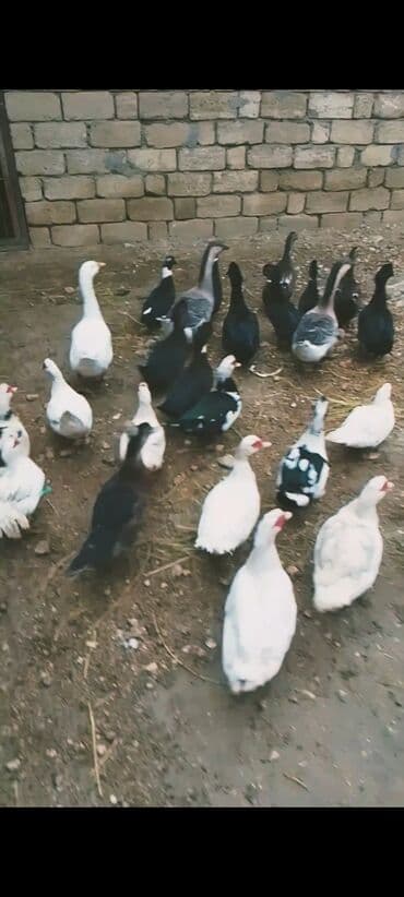 Inəklər, öküzlər: Məhsul: Qaz və ördək sürüsü Təsvir: - Şəkillərdə müxtəlif növ ev — 1