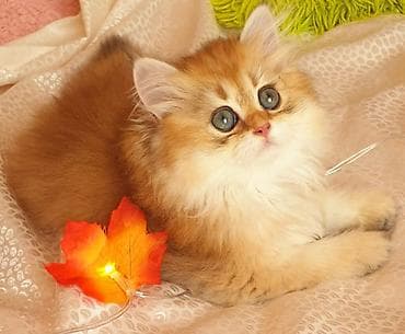 Gəmiricilər: Britan — 6