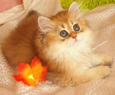 şotlan pişik: Şotland yastı qulaq, Erkək, Dişi, Yaxşı əllərə, Ünvandan götürmə, Pulsuz çatdırılma, Ödənişli çatdırılma — 65