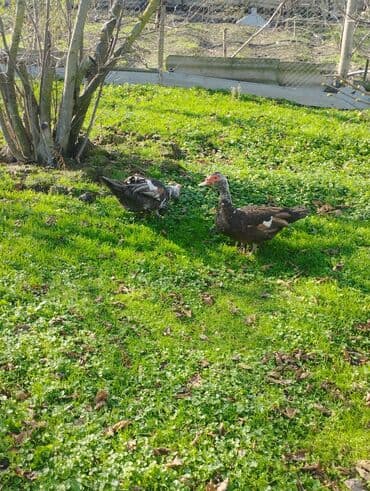 pekin ördək: Salam super damazliq ve kesimlik ucun agir heyvanlardi ag krasnadarlar — 6