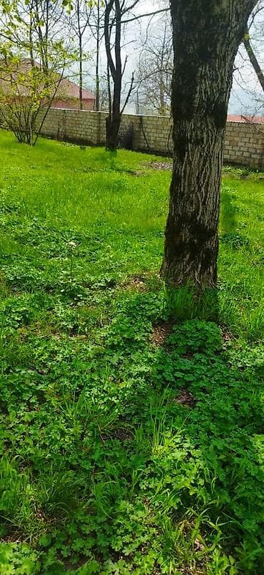 недвижимость в баку: 10 соток, Для сельского хозяйства, Купчая — 7