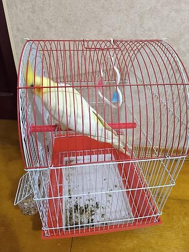 tutuquşu yemi: 1 ədəd Tutuquşu və Qəsəf ikisi bir yerdə satılır qiyməti 50 manat — 2