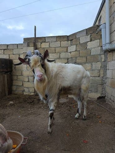Jeep: Erkək keçi – boynuzlu, saqqallı, ağ xallı tükə malik. Xüsusiyyətlər — 2