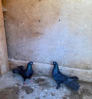 Göyərçinlər: Tecili satilir yer olmadigi ucun hamisi damazliq quwlardi goz — 10