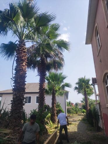 drasena bitkisi: Palma palma palma satışı Vaşinqton palmalari bütün razmerler ən ucuz — 1