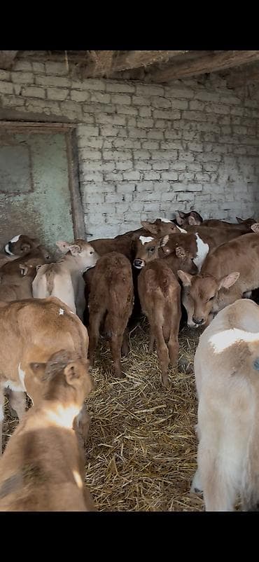 angus dana: Saf fransız mənşəli Limuzin cinsli buzovlar - Cins: Limuzin (ətlik — 2