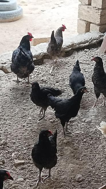 toptan toyuq satışı: Toyuq, Australorp, Damazlıq, Ünvandan götürmə — 3