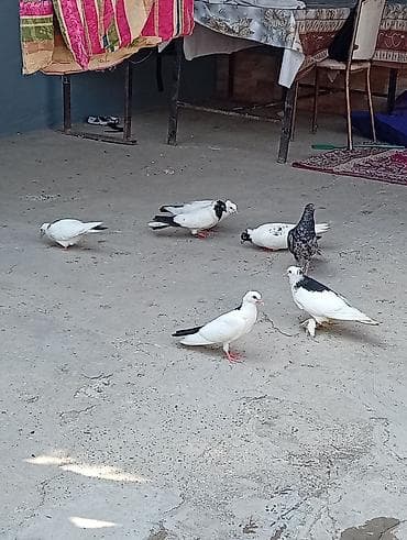 dəniz donuzu qiyməti: Tam sağlam quşlardi 2 cüt 2 bala 1 əbrəşdi altında 4 yumurtaları da — 4