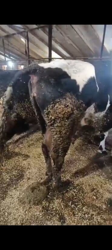 Digər kənd təsərrüfatı heyvanları: Salam aleykum super 2 dene iney diler cüt 6400 diyilir razılaşmaq olar — 3