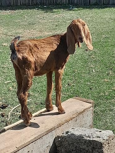 cins toyuqlarin satisi: Salam taniyan bilirki temiz qan helebdir dişidir 5 ayliqdir sabirabad — 3
