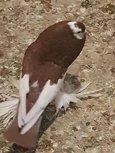 ingilis setter it cinsi: Pişiklər — 10