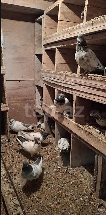 Gəmiricilər: Məhsul: Damazlıq göyərçinlər (qara-yaşıl boyun ləkəli, ağ-boz çalarlı — 3