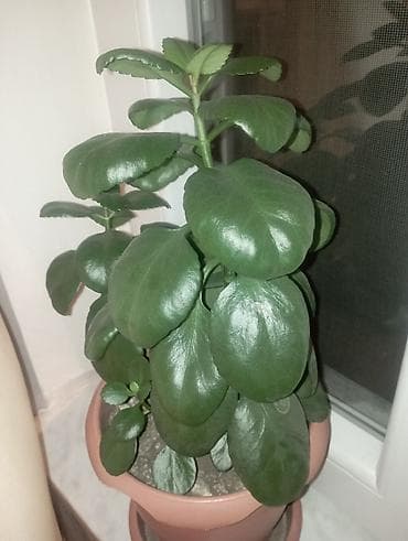 Otaq bitkisi – saksıda Kalanxoe (succulent) - Növ: Kalanxoe