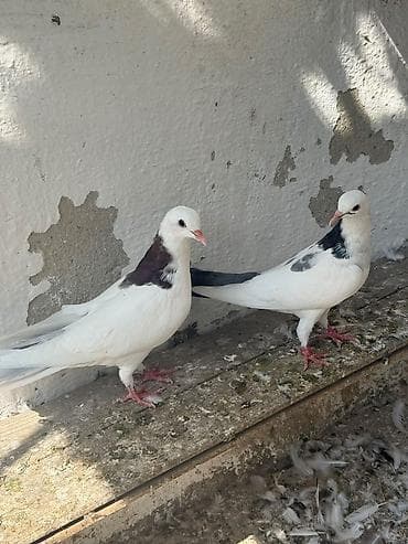 goyercin berde type 0: Cavan quslardi goy boyun mayadi mor erkey olmalidi — 4