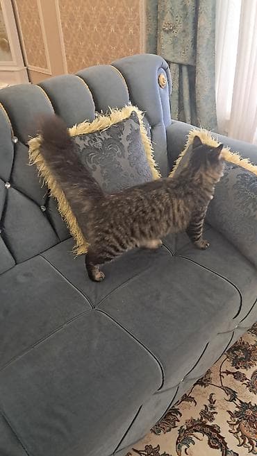 meyn: Meyn-kun, Erkək — 9