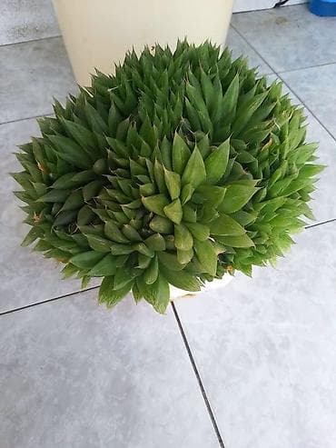 pul yeşiyi: Suculent bitkilər – 2 növ bir yerdə 1) Crassula ovata (Pul ağacı) - — 2