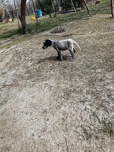 it satisi gence: İtlər — 2