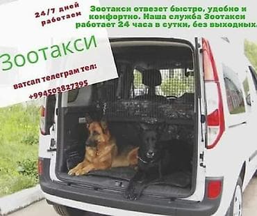 dirnaq bezekleri 2020: Zootaxi xidmeti . Bakı və ətrafı. Rayonlar. Qiymət 10 manatdan — 1