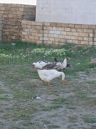 Salam oz qapimin 1 illik saglam 4 diwi 1 erkek diwiler yerridiler ekek