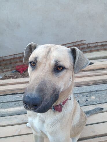 it alqi satqisi: 1 ay, Erkek, Ünvandan götürmə — 2