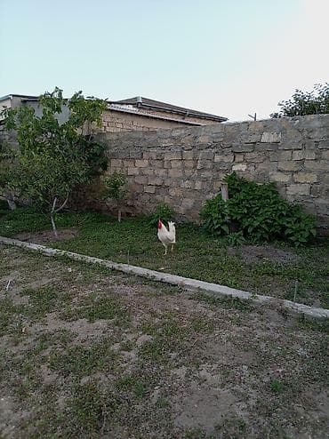 it satilir: Salam xoruz və ördək lər satılır hamısı 60 manatdır xoruz 8 ay — 7