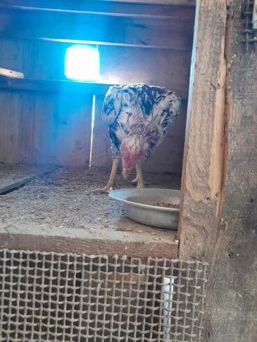 ağ pişik: Петух, лет: 1 — 5