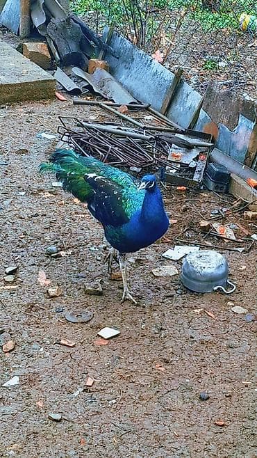 qara quyruq: Məhsul: Mavi tovuz quşu (QARA QANAD SORTUDU) Təsvir: - Nadir — 2