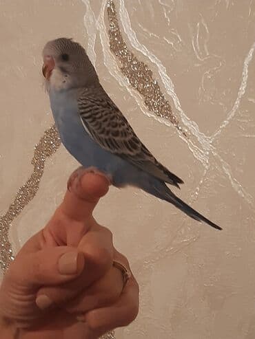 pulsuz heyvanlar verilir: Denesi 10 AZN
sağlam tutuquşudular 
barterde olar başqa reng ilə — 2