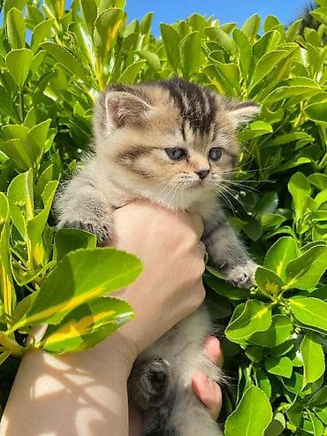 pisiy cantasi: Qızıl şinşilla — 4