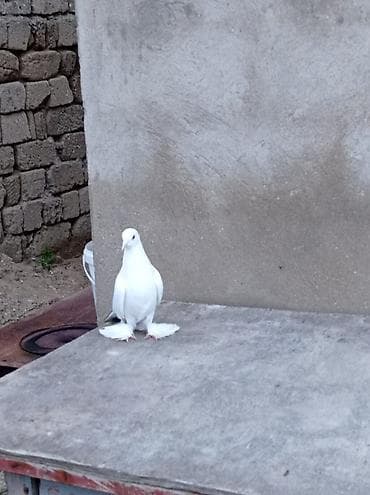 göyerçinler: Tutulma mayadi oynagdi ağ rəngdə, ayaqları tüklü göyərçin - Rəng — 1