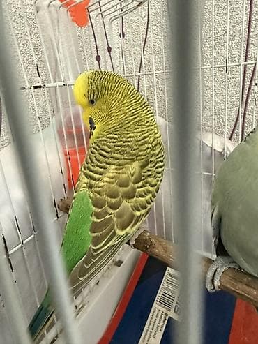 Akvariumlar: Cüte hazır temiz qan çex quşlardır ve ırı quslardır 1,5 ıllıkdır dısı — 4