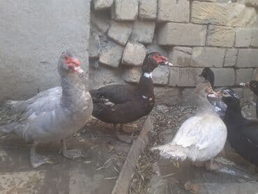 papuqay quş: Erkək, | Macar, Damazlıq, Ünvandan götürmə — 8