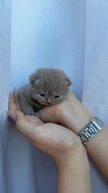 balaca cuce: Britan tipli balaca pişik balası - Cinsinə bənzər xüsusiyyətlər: qısa — 2