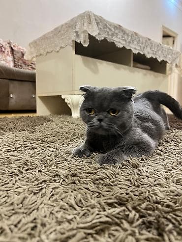 İtlər: Şotland, Yaxşı əllərə — 3