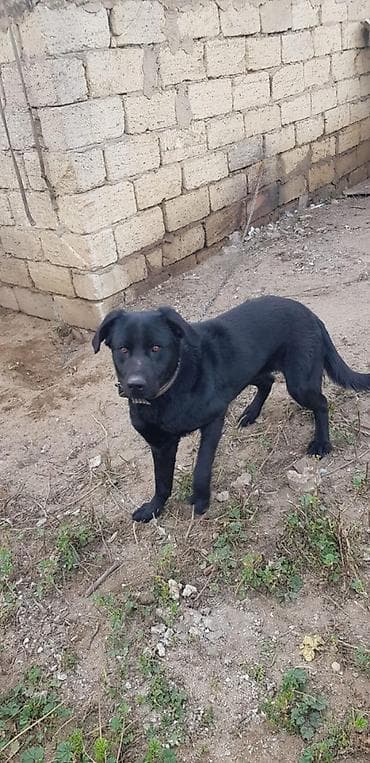 rottweiler satisi: Labrador-retriver — 2