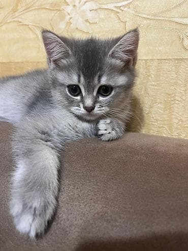 qurdbasar balaları: Britan, Dişi, Yaxşı əllərə, Ünvandan götürmə — 7