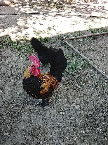 Toyuq, Damazlıq lalafo.az -da Toyuq, Damazlıq