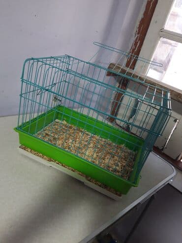 pişik maneji: Etrafli vp 051 494 09 86 Qefeslerin her biri satişda var qefes bitende — 10