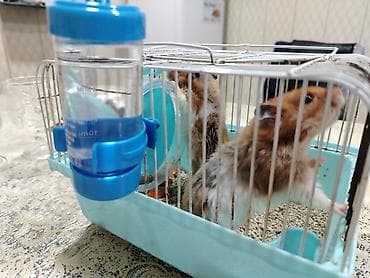 qefes: Hamsterlər və qəfəs dəsti Məhsul təsviri: - 2 ədəd hamster — 6