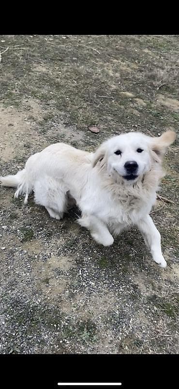 Başqa xidmətlər: Retriver temiz Ev itidir dil kamanda bilir oynamagi sevir remensiz — 2