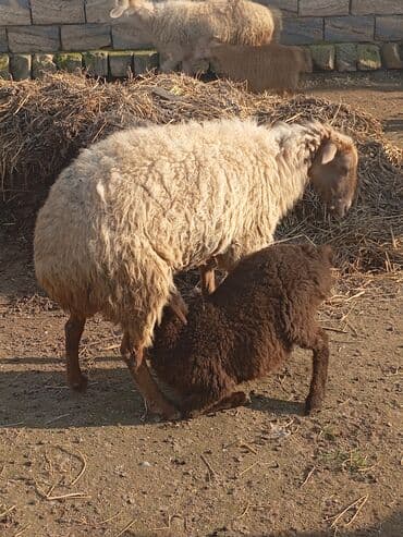 cins ineyler: Balalı qoyunlar - Ana qoyunlar və balaları birlikdə - Şəkildə — 4