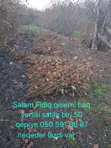 Salam Fidiq baq yerilisi satilir qiymet biri 50 qepiye 1000 dene var