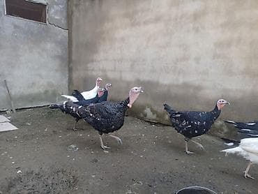 kend çolpası: Sağlam heyvanlar — 2