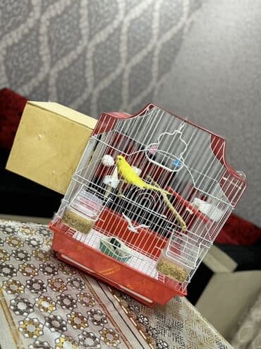 taxta qəfəs: Quşlar üçün nəzərdə tutulmuş qırmızı rəngli qəfəs. Qəfəsin içərisində — 3