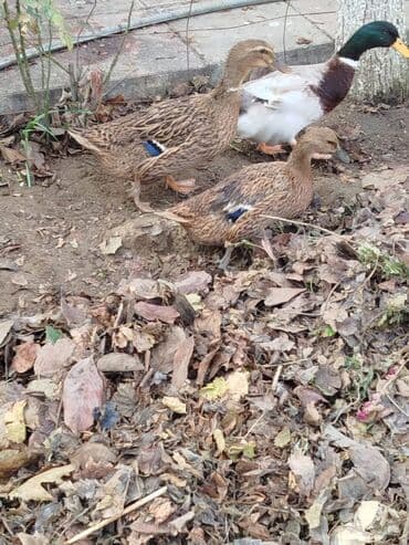 lal ordək yumurtası: Əvvəla Salam 1 erkək 2 dişi ördək satılır hərgün yumutlarıylar ünvan — 2