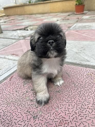 həyət itləri: Pekines — 9