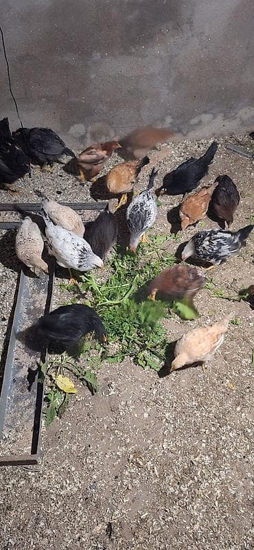 cücə: Toyuq cücələri, Damazlıq, Ödənişli çatdırılma — 6